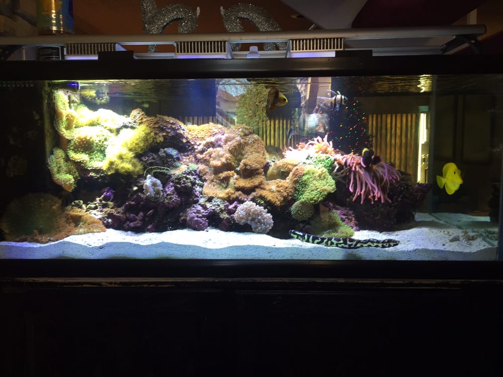 AQUALIFE AQUARIUM SYSTEMS Updated April 2024 6551 E Waterloo Rd, Edmond, Oklahoma Aquarium