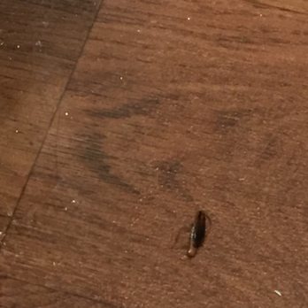 Cielo Apartments - Roach on the floor - Apartments Near Me - Panorama City, California Cielo Apartments - Roach on the floor - Apartments Near Me - Panorama City, California
