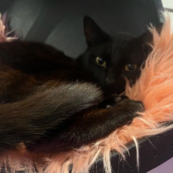 Cat Cafe Maui - Pet Adoption Near Me - Kahului, Hawaii Cat Cafe Maui - Pet Adoption Near Me - Kahului, Hawaii