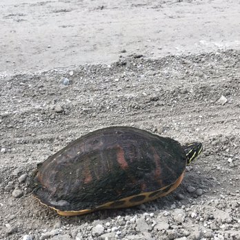 Blue Cypress Conservation Area - Lost turtle in middle of road - Local Flavor Near Me - Vero Beach, Florida