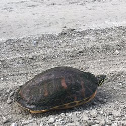Blue Cypress Conservation Area - Lost turtle in middle of road