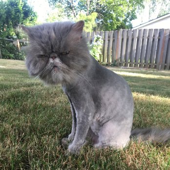 Metro Mobile Groomers - Mila with a lion cut! - Pet Groomers Near Me Metro Mobile Groomers - Mila with a lion cut! - Pet Groomers Near Me