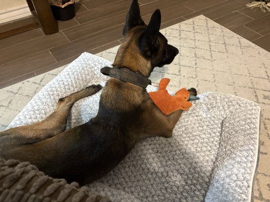 The Beauty Bath and Dip Dog Grooming