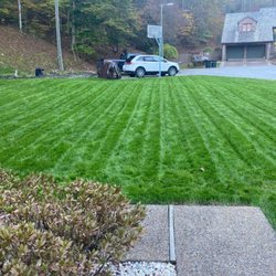 Precision Lawn Care & Landscapes - new grass, 6 weeks after renovation
