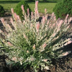Hartke Nursery