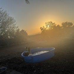 Sara Park Dog Park