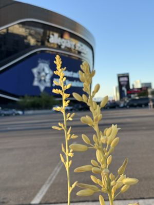 Allegiant Stadium by null