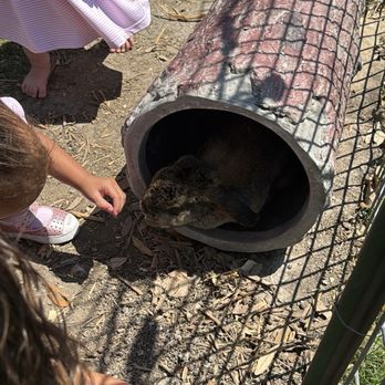 Huddin Homestead Fun Farm - Attraction Farms Near Me - Rockwall, Texas