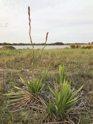 Jamaica Bay Wildlife Refuge by null
