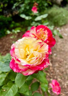 McGill Rose Garden by null