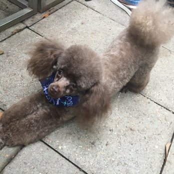 Diggable Changes - Pet Groomers Near Me