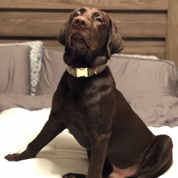 Paw Commons Pet Resort - Gilbert - Pet Sitting Near Me - Gilbert, Arizona Paw Commons Pet Resort - Gilbert - Pet Sitting Near Me - Gilbert, Arizona