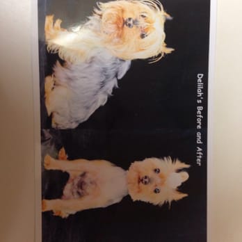 Love To Groom - Before and after photo - Pet Groomers Near Me Love To Groom - Before and after photo - Pet Groomers Near Me