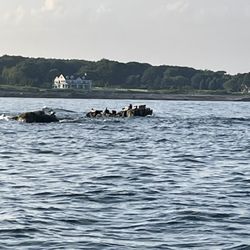 First Chance Whale Watch - Seals