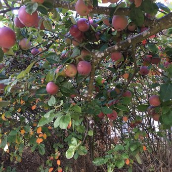 Linden Orchard Park - Apples on the trees! - Parks Near Me - Seattle, Washington Linden Orchard Park - Apples on the trees! - Parks Near Me - Seattle, Washington