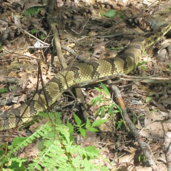 Wawayanda State Park - 6 foot rattler in Wawayanda - Parks Near Me - Hewitt, New Jersey
