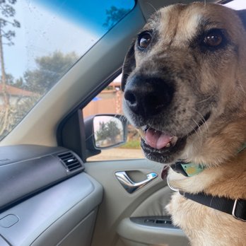 Amazon Animal Hospital - Veterinarians Near Me - Chula Vista, California Amazon Animal Hospital - Veterinarians Near Me - Chula Vista, California