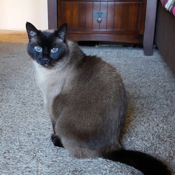 Uncle Denny Sits - Chester, my shy meow meow friend =) - Pet Sitting Near Me Uncle Denny Sits - Chester, my shy meow meow friend =) - Pet Sitting Near Me