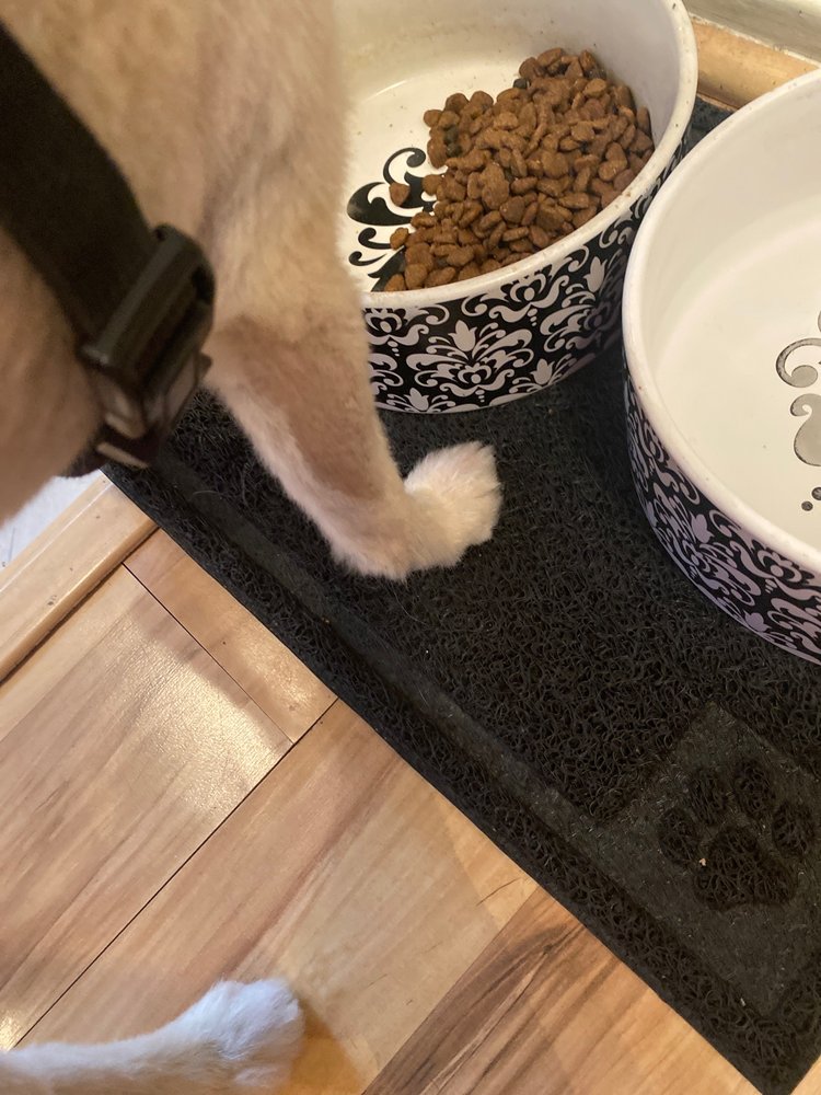 BEST FRIENDS GROOMING Updated June 2024 37 Photos & 49 Reviews