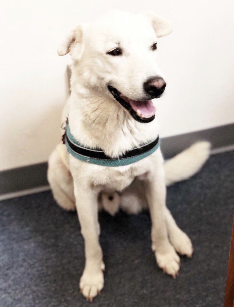 PET JOY Updated August 2024 106 Photos & 114 Reviews 8023