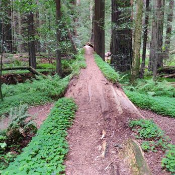 Humboldt Redwoods State Park - Walk along a fallen Redwod - Parks Near Me - Weott, California Humboldt Redwoods State Park - Walk along a fallen Redwod - Parks Near Me - Weott, California