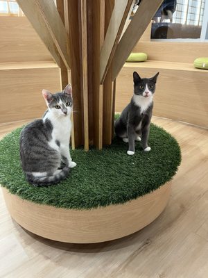 Kokoro Cat Café by null