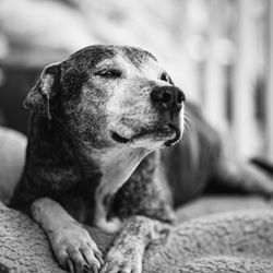 Paws to Reflect Photography