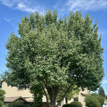 Tamayo's Tree Service - AFTER - Tree Services Near Me - Sacramento, California Tamayo's Tree Service - AFTER - Tree Services Near Me - Sacramento, California