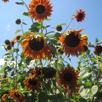 Tarara Winery - Wineries Near Me - Leesburg, Virginia