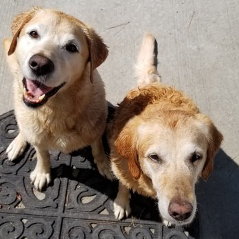Camp Bow Wow Myrtle Beach - Thor and Melody "recovering" from a bath. - Pet Sitting Near Me - Myrtle Beach, South Carolina Camp Bow Wow Myrtle Beach - Thor and Melody "recovering" from a bath. - Pet Sitting Near Me - Myrtle Beach, South Carolina