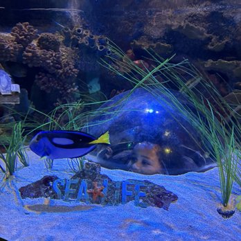 Sea Life - Sea life peekaboo pockets - Aquariums Near Me - Orlando, Florida Sea Life - Sea life peekaboo pockets - Aquariums Near Me - Orlando, Florida