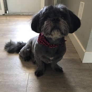 T-DOGS Grooming - Tatsuma did a great job on Willet's haircut as usual! - Pet Groomers Near Me - La Mesa, California T-DOGS Grooming - Tatsuma did a great job on Willet's haircut as usual! - Pet Groomers Near Me - La Mesa, California