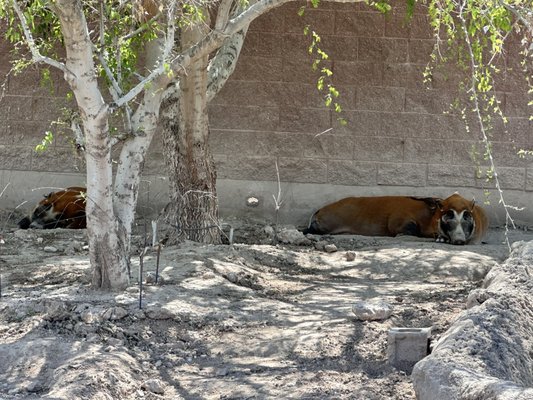 El Paso Zoo and Botanical Gardens by null