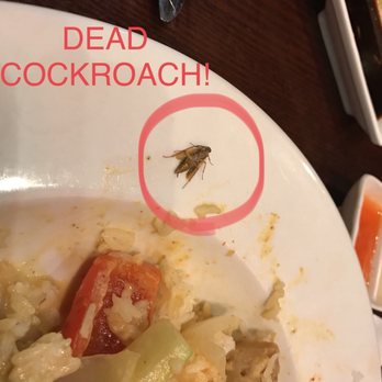 Red Bowl - 8/24/18 - Dead Cockroach found in Red Curry Chicken - Chinese Near Me - Spartanburg, South Carolina Red Bowl - 8/24/18 - Dead Cockroach found in Red Curry Chicken - Chinese Near Me - Spartanburg, South Carolina