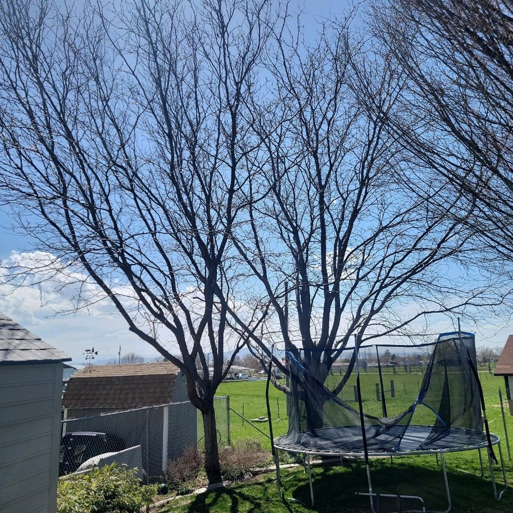 Tuttle Tree Removal - Tree Services Near Me Tuttle Tree Removal - Tree Services Near Me