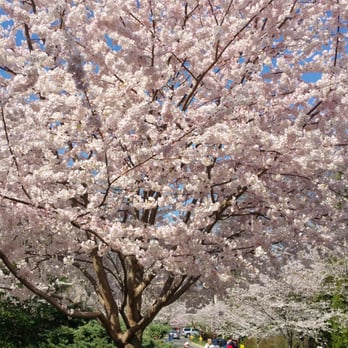 Kenwood Cherry Blossoms - Parks Near Me - Bethesda, Maryland Kenwood Cherry Blossoms - Parks Near Me - Bethesda, Maryland