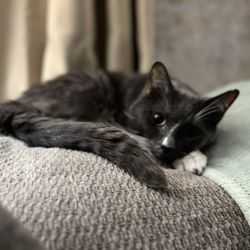 Shawnee Animal Hospital - Boots in his favorite spot, behind my head on top of my couch.