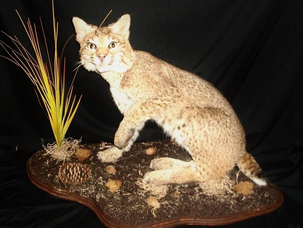 Boonhill Wildlife Taxidermy and Wild Game Meat Processing - taxidermy in Princeton, NC