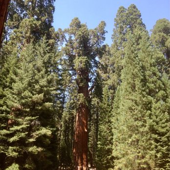 General Sherman Tree - The picture doesn't do it justice - Hiking Near Me - Sequoia National Park, California General Sherman Tree - The picture doesn't do it justice - Hiking Near Me - Sequoia National Park, California