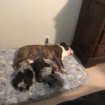 Fritz Kennel - Pet Sitting Near Me - Houston, Texas