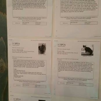 Catfe - Cafes Near Me - Vancouver, British Columbia Catfe - Cafes Near Me - Vancouver, British Columbia