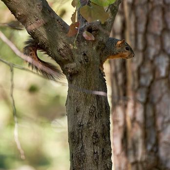 Japanese Garden - Squirrel - Botanical Gardens Near Me - Houston, Texas