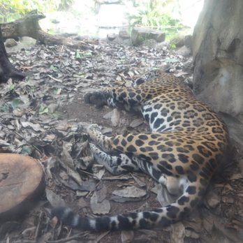 Zoo Miami - Zoos Near Me - Miami, Florida Zoo Miami - Zoos Near Me - Miami, Florida