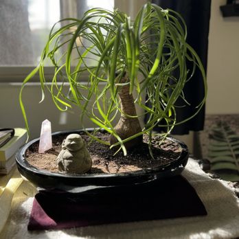 Planter Paradise - Ponytail Palm with my new planter. It's perfect! - Nurseries & Gardening Near Me - El Cajon, California