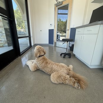 Pacific Coast Veterinary Specialists - Murphy loved being able to look outside while he was in his room - Veterinarians Near Me - Calabasas, California Pacific Coast Veterinary Specialists - Murphy loved being able to look outside while he was in his room - Veterinarians Near Me - Calabasas, California