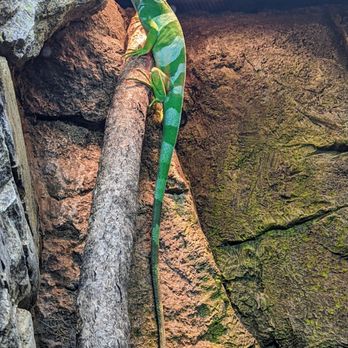 Zoo Knoxville - Zoos Near Me - Knoxville, Tennessee Zoo Knoxville - Zoos Near Me - Knoxville, Tennessee