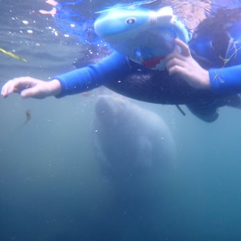 Explorida - Snorkeling Near Me - Crystal River, Florida Explorida - Snorkeling Near Me - Crystal River, Florida