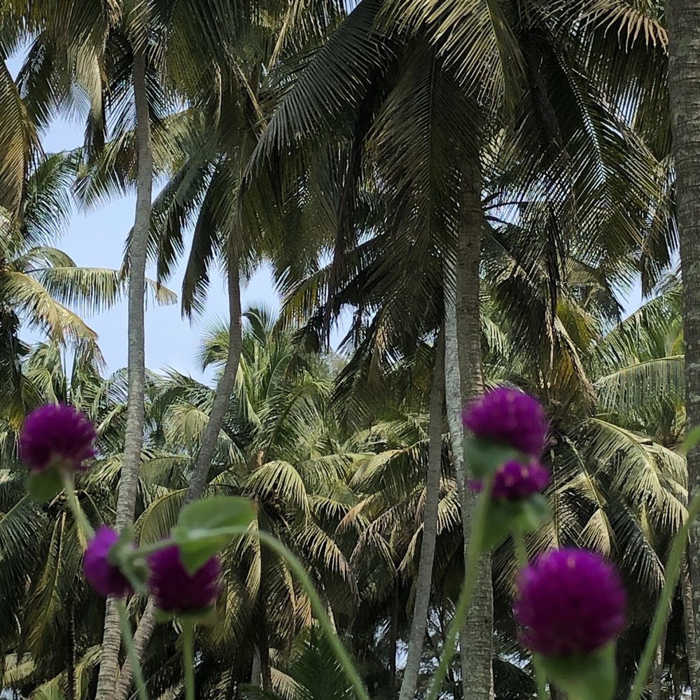 Salila Ayurveda - Coconuts trees - Health Retreats Near Me Salila Ayurveda - Coconuts trees - Health Retreats Near Me