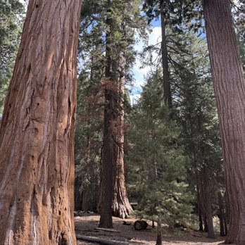 Grant Grove - Hiking Near Me - Badger, California Grant Grove - Hiking Near Me - Badger, California