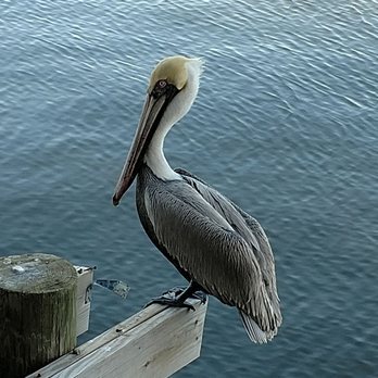 83 West - Seafood Near Me - Cedar Key, Florida